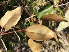 Elaeagnus glabra