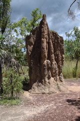 Nasutitermes triodiae