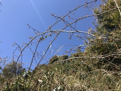 Elaeagnus glabra
