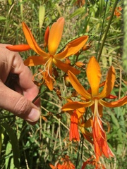 Crocosmia aurea aurea