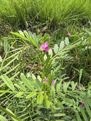 Common Vetch