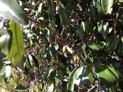 Elaeagnus glabra