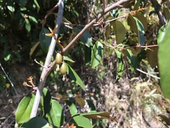 Elaeagnus glabra