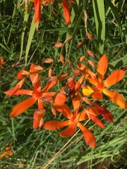Crocosmia aurea aurea