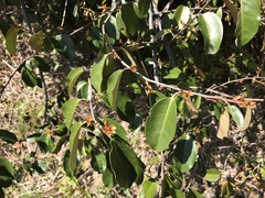 Elaeagnus glabra