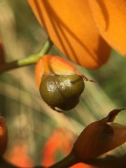 Crocosmia aurea aurea