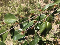 Elaeagnus glabra