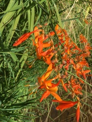 Crocosmia aurea aurea