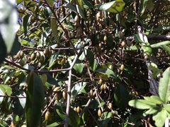 Elaeagnus glabra