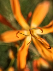 Crocosmia aurea aurea