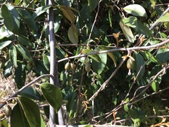 Elaeagnus glabra