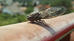 Cicada orni