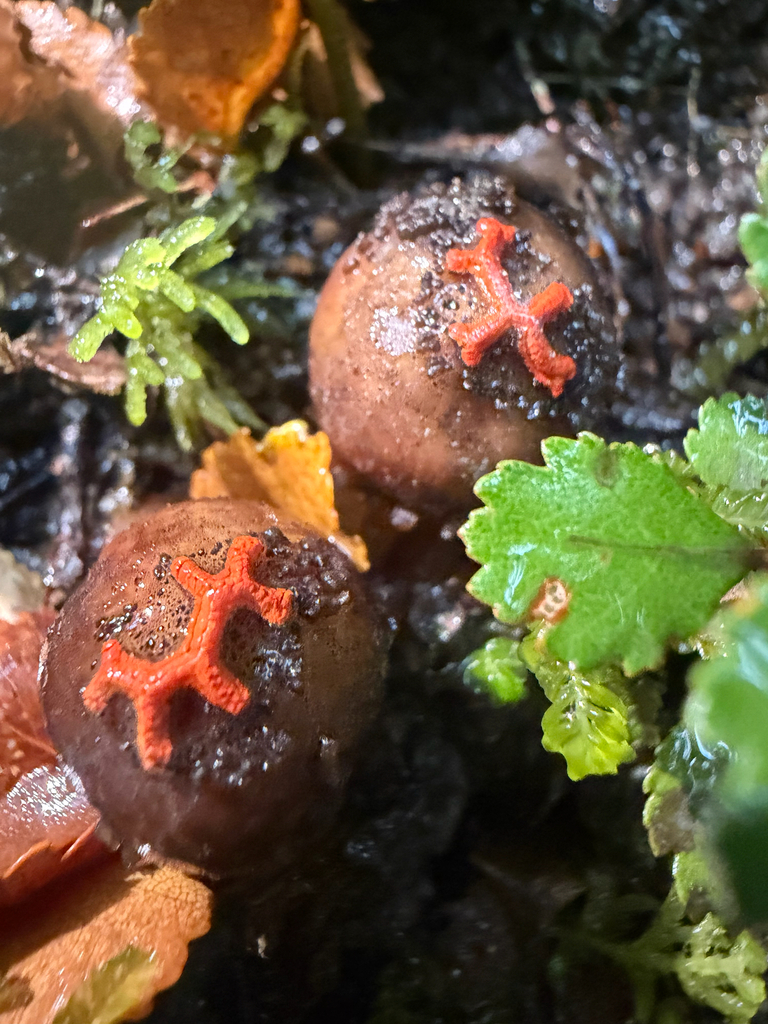 Calostoma rodwayi · April 2026 · photo: © ella_m_sangster (iNaturalist, cc-by)