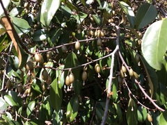 Elaeagnus glabra