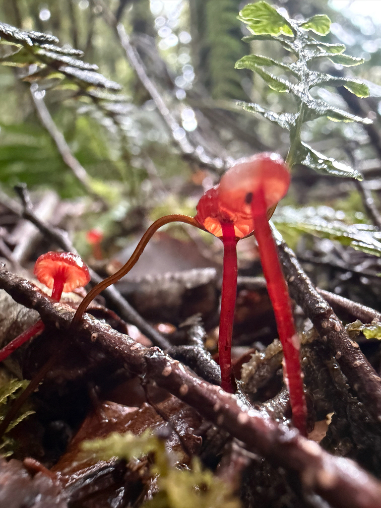 Cruentomycena viscidocruenta · April 2026 · photo: © ella_m_sangster (iNaturalist, cc-by)
