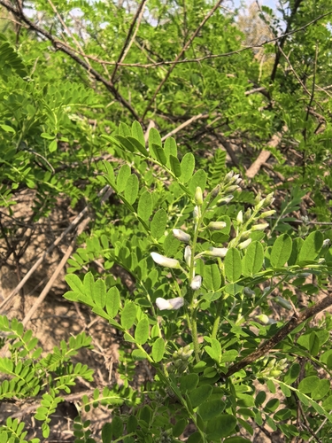 Sophora davidii