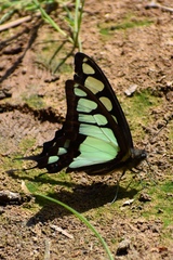 Graphium cloanthus