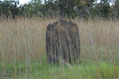 Amitermes meridionalis