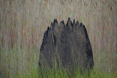 Amitermes meridionalis