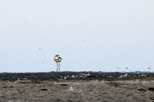 iNaturalist image