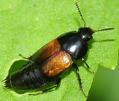Tachinus fimbriatus