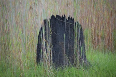 Amitermes meridionalis