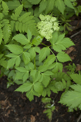 Angelica gmelinii