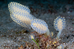 Sycozoa