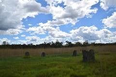 Amitermes meridionalis