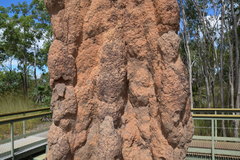 Nasutitermes triodiae