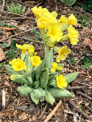 Primula strumosa