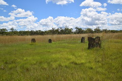 Amitermes meridionalis