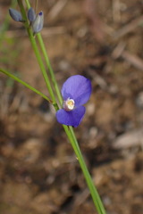 Comesperma sphaerocarpum