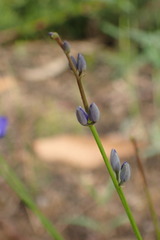 Comesperma sphaerocarpum