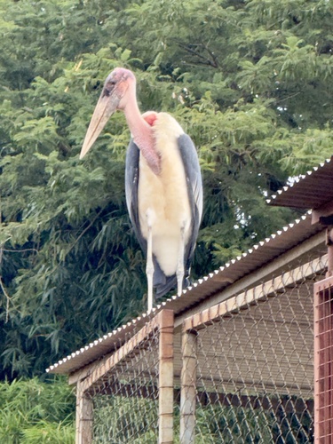 Marabou Stork