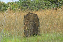 Amitermes meridionalis