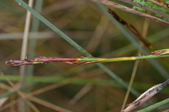 (c) Christopher Stephens, some rights reserved (CC BY-SA) Machaerina rubiginosa, photograph (c) Christopher Stephens, some rights reserved (CC BY-SA)