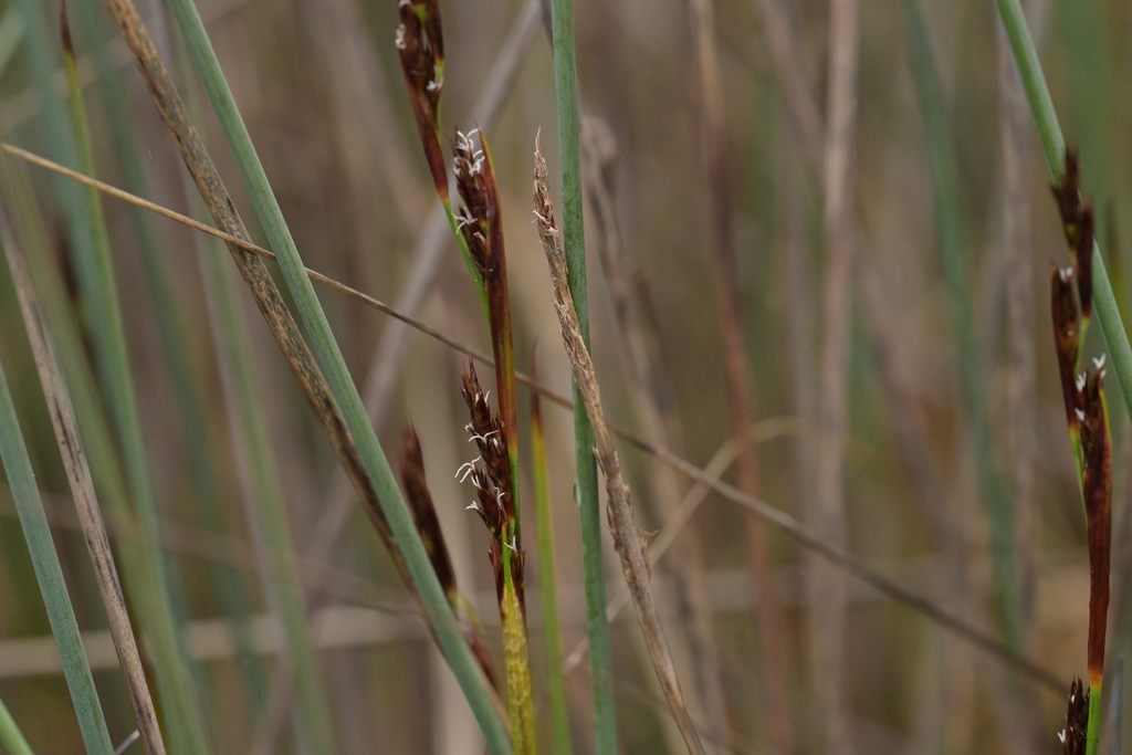 Machaerina rubiginosa; photograph (c) Christopher Stephens, some rights reserved (CC BY-SA)