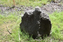 Amitermes meridionalis