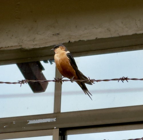 Mosque Swallow