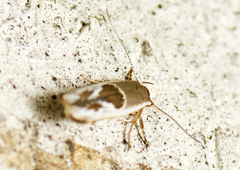 Stathmopoda megathyma