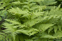 Dryopteris sichotensis