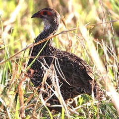 Pternistis clappertoni