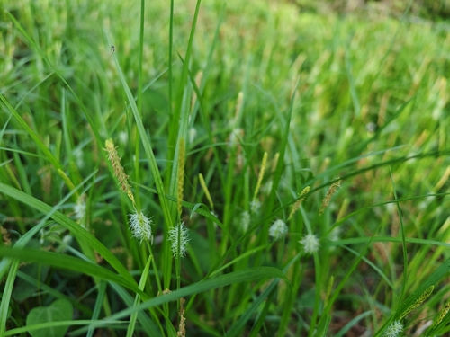 Carex japonica iNat (3)