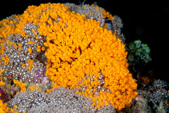 Pycnoclavella