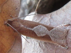 Ancylis repandana