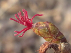 Corylus heterophylla