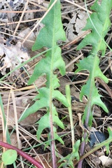 Taraxacum perincisum