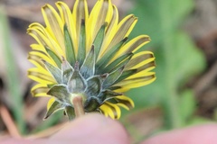 Taraxacum perincisum