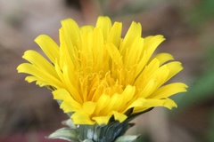 Taraxacum perincisum